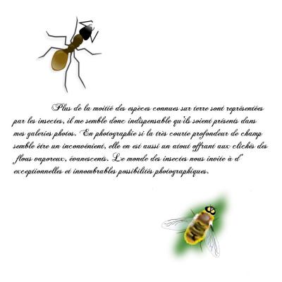 insectes 