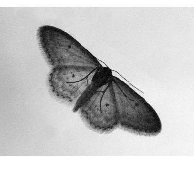 Papillon de nuit pyrauste 