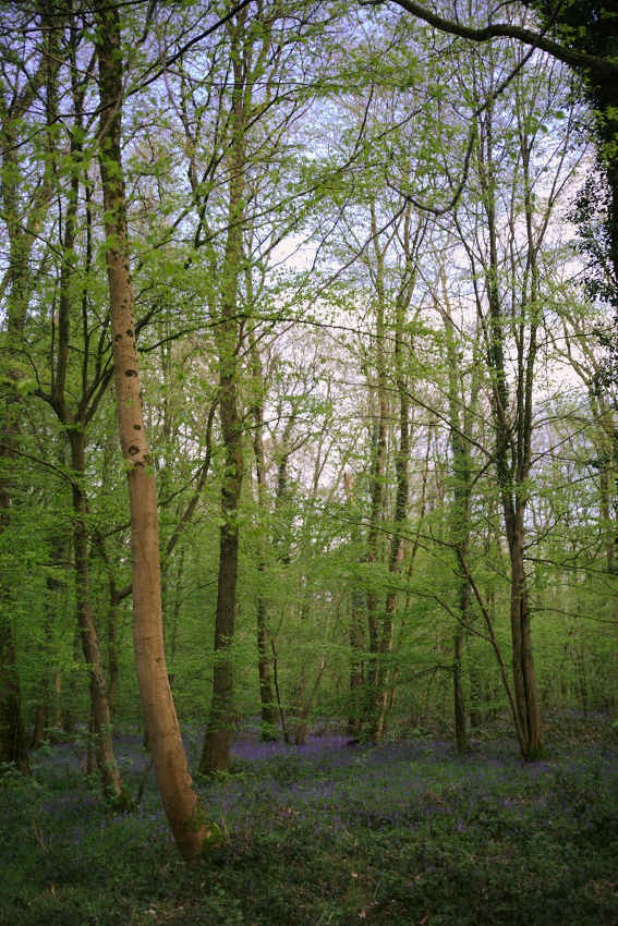 Forêt d'andigny 