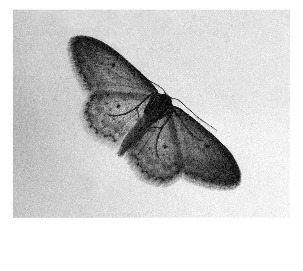 Papillon de nuit pyrauste 